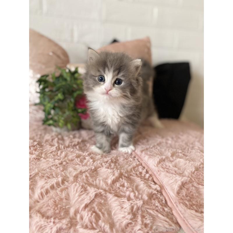 販売中の愛知県のミヌエット-132946の6枚目