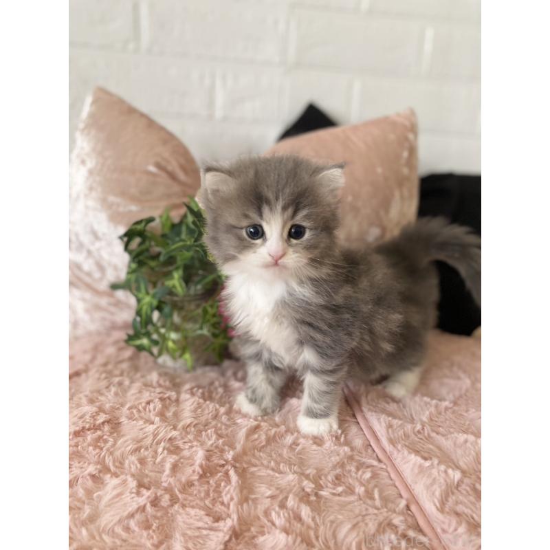 販売中の愛知県のミヌエット-132946の5枚目