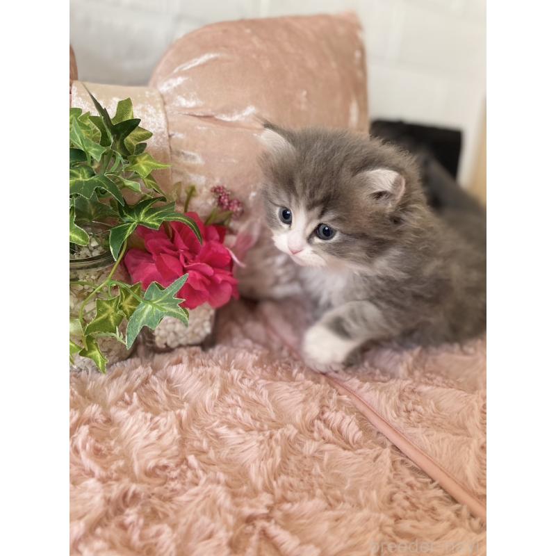 販売中の愛知県のミヌエット-132946の4枚目