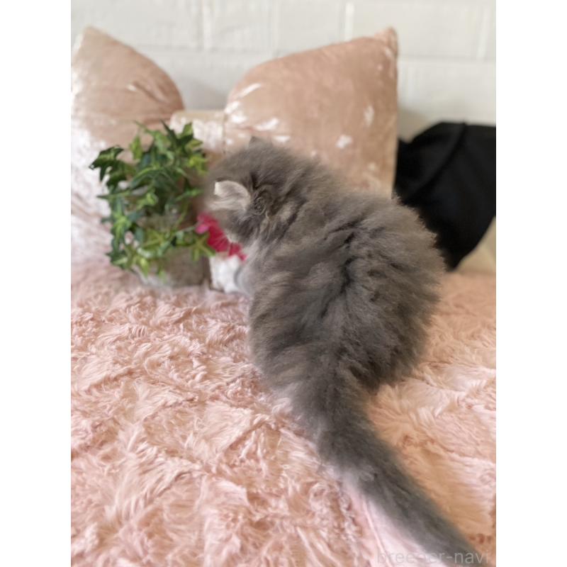 販売中の愛知県のミヌエット-132946の3枚目