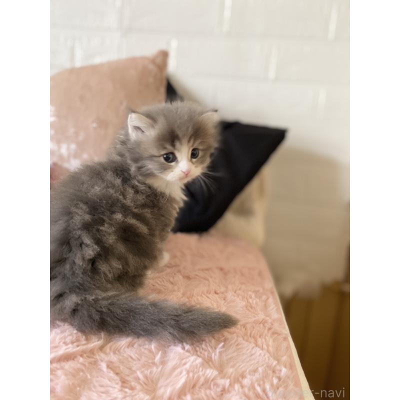 販売中の愛知県のミヌエット-132946の2枚目