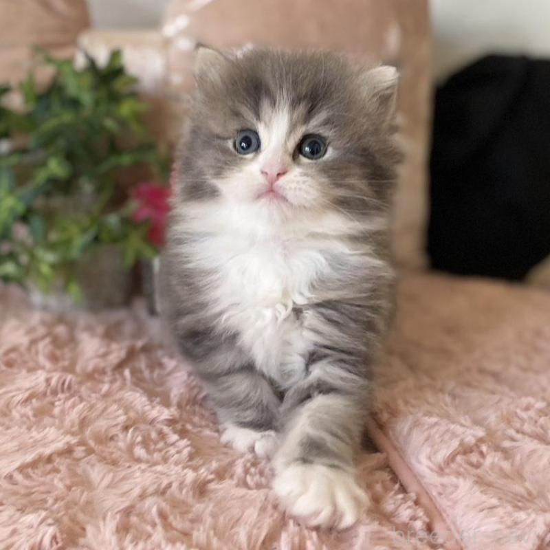 販売中の愛知県のミヌエット-132946