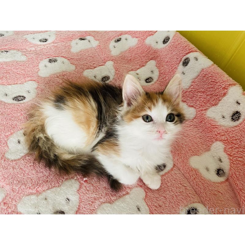 販売中の京都府のメインクーン-132954の6枚目