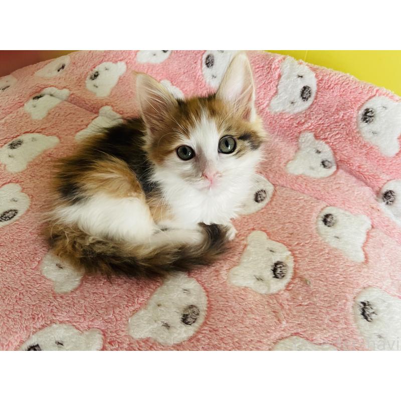 販売中の京都府のメインクーン-132954の5枚目