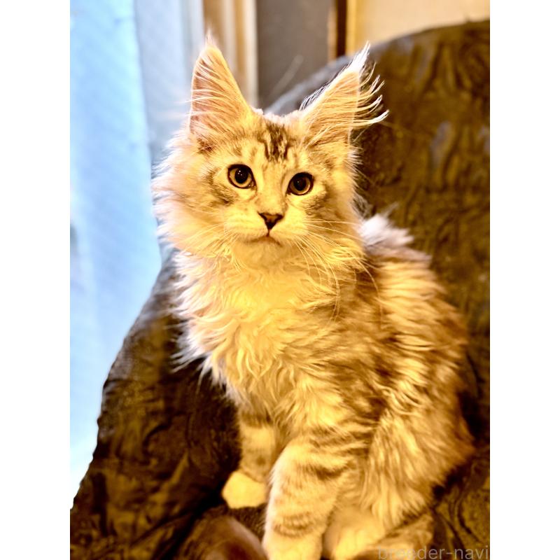 販売中の東京都のメインクーン-132947の11枚目