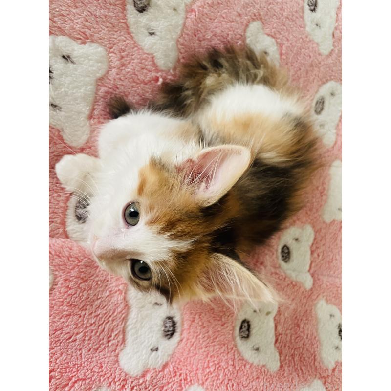 販売中の京都府のメインクーン-132954の4枚目