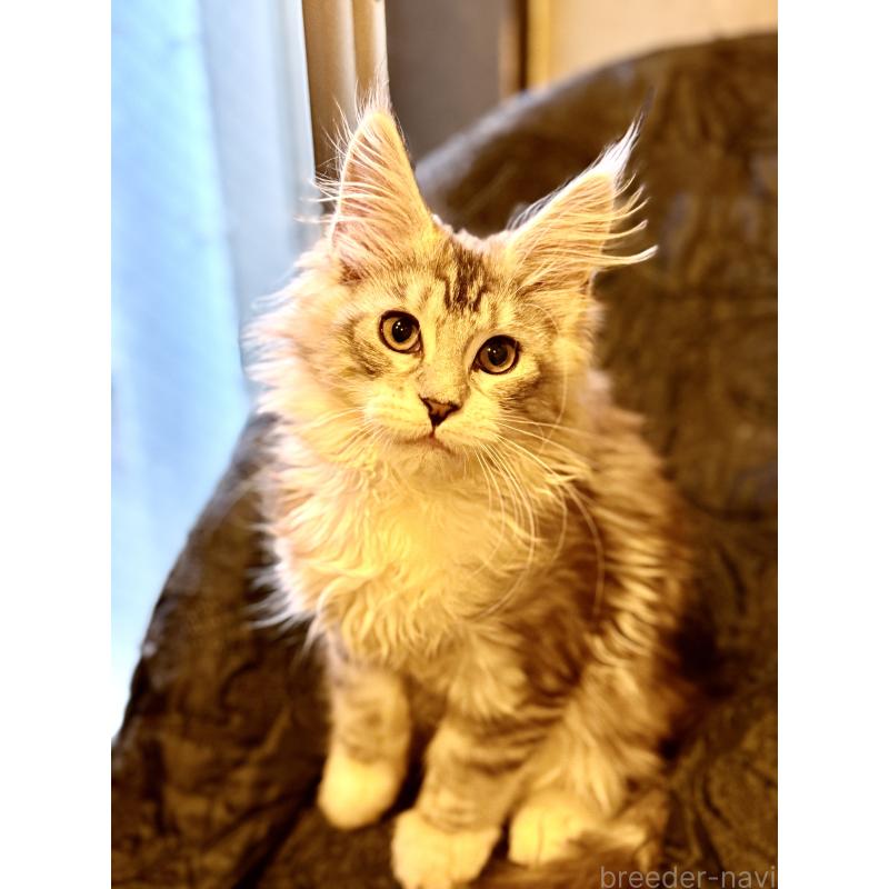 販売中の東京都のメインクーン-132947の10枚目