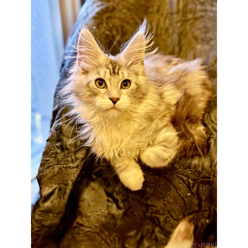 販売中の東京都のメインクーン-132947の9枚目