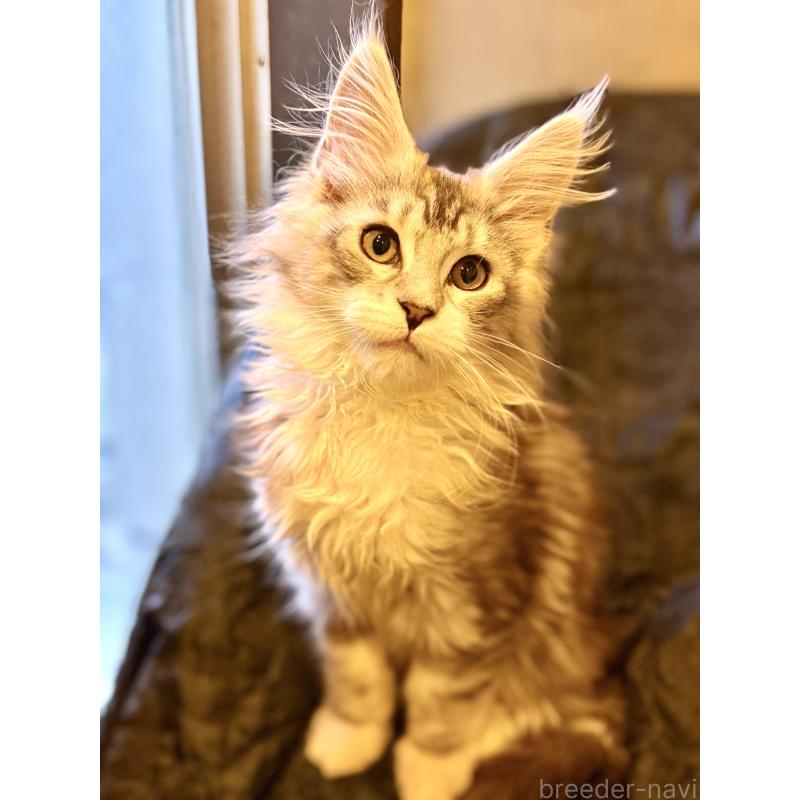 販売中の東京都のメインクーン-132947の8枚目