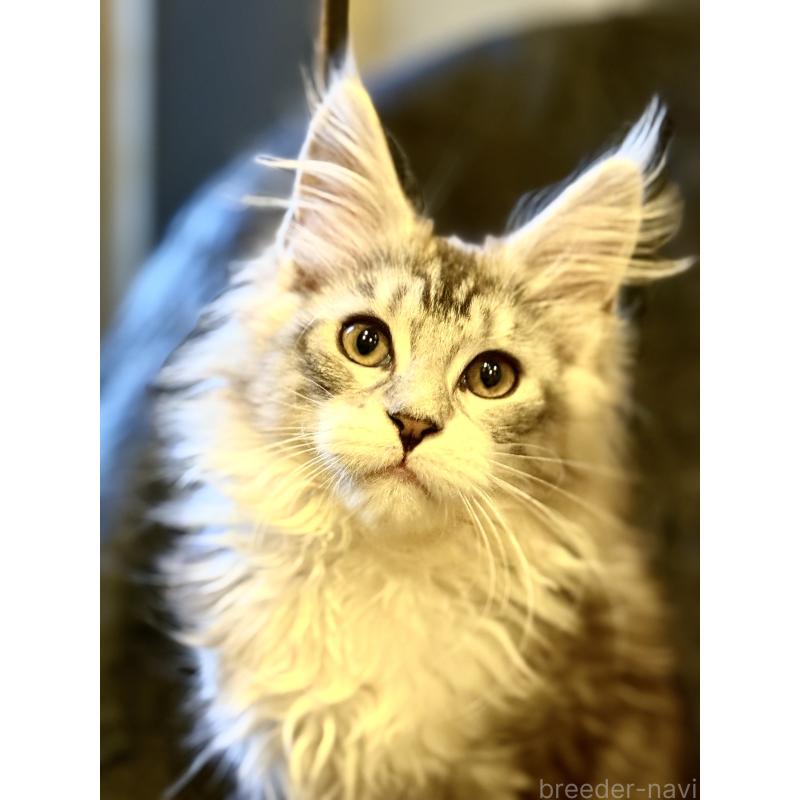 販売中の東京都のメインクーン-132947の7枚目