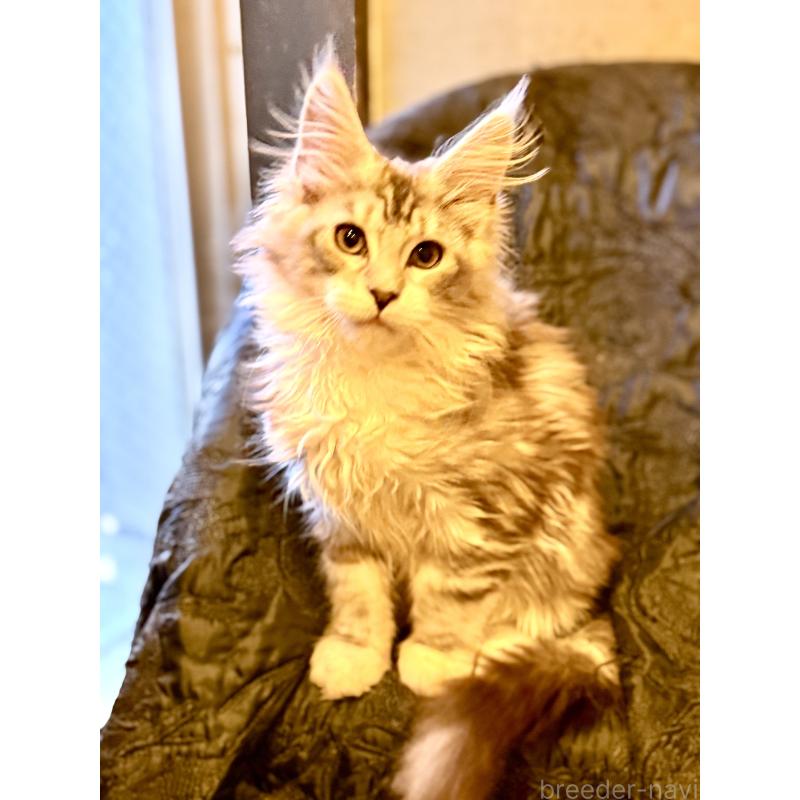 販売中の東京都のメインクーン-132947の6枚目