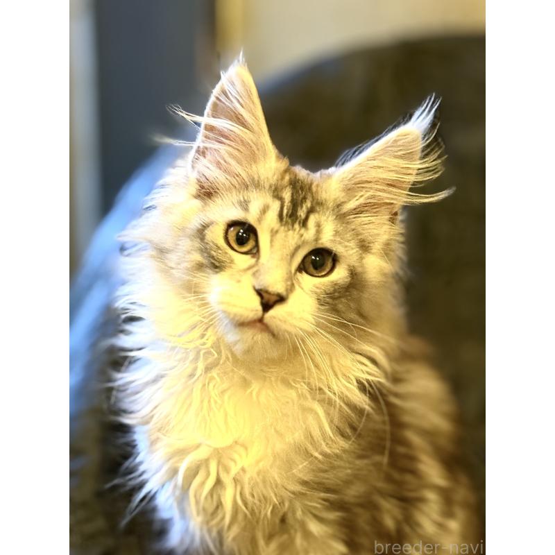 販売中の東京都のメインクーン-132947の5枚目