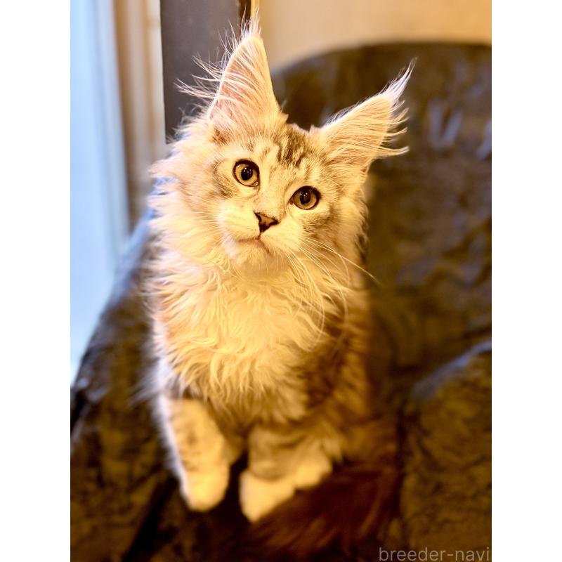 販売中の東京都のメインクーン-132947の3枚目