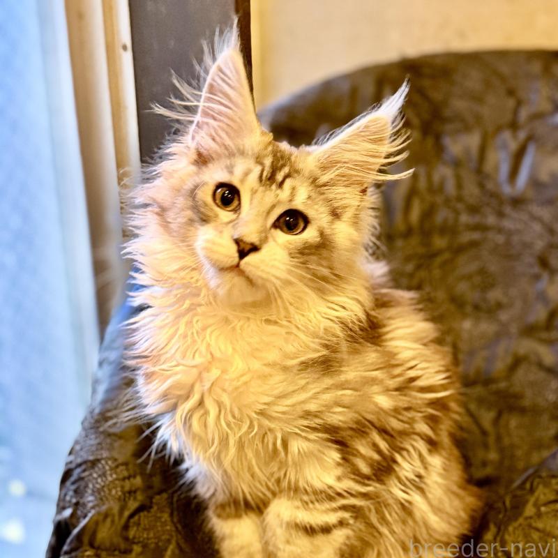 販売中の東京都のメインクーン-132947