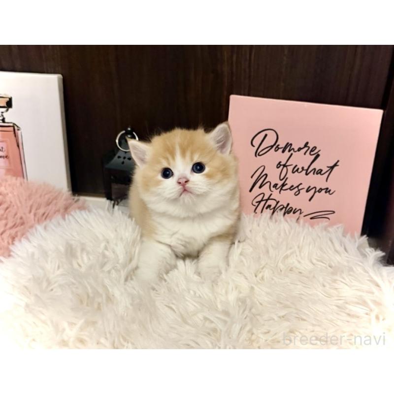 販売中の兵庫県のスコティッシュフォールド-132948の6枚目