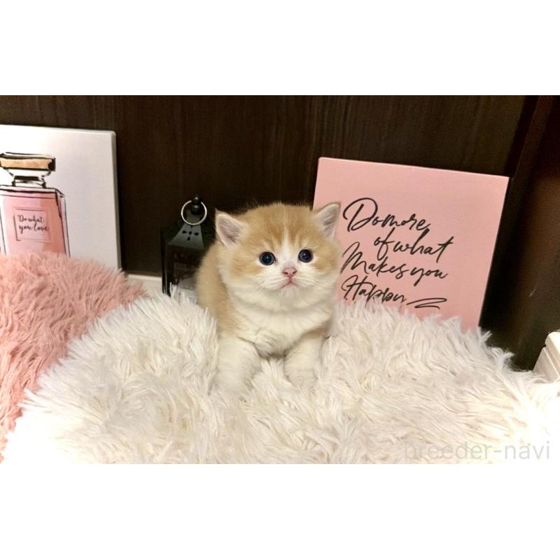 販売中の兵庫県のスコティッシュフォールド-132948の4枚目