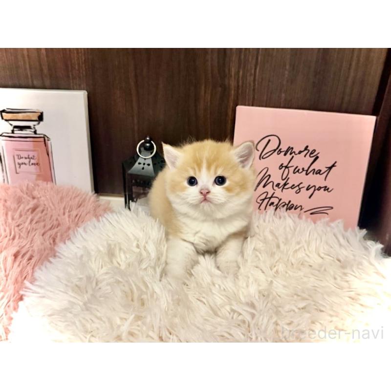 販売中の兵庫県のスコティッシュフォールド-132948の3枚目