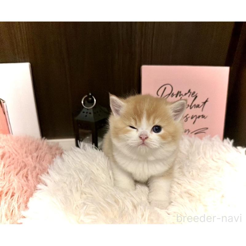 販売中の兵庫県のスコティッシュフォールド-132948の2枚目