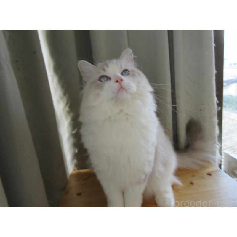 販売中の大分県のラグドール-130011の7枚目