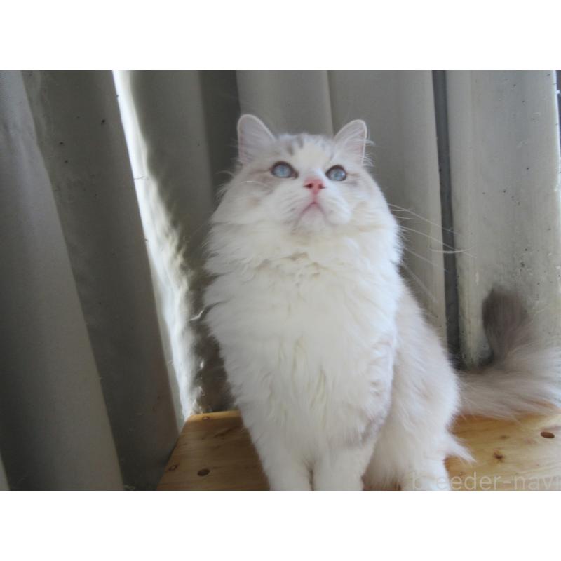 販売中の大分県のラグドール-130011の6枚目