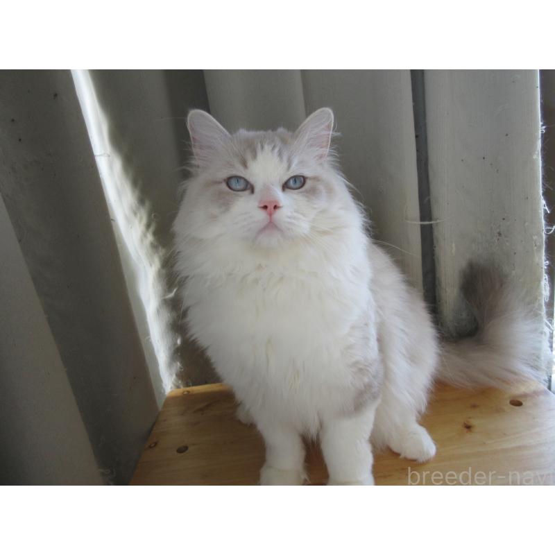 販売中の大分県のラグドール-130011の5枚目