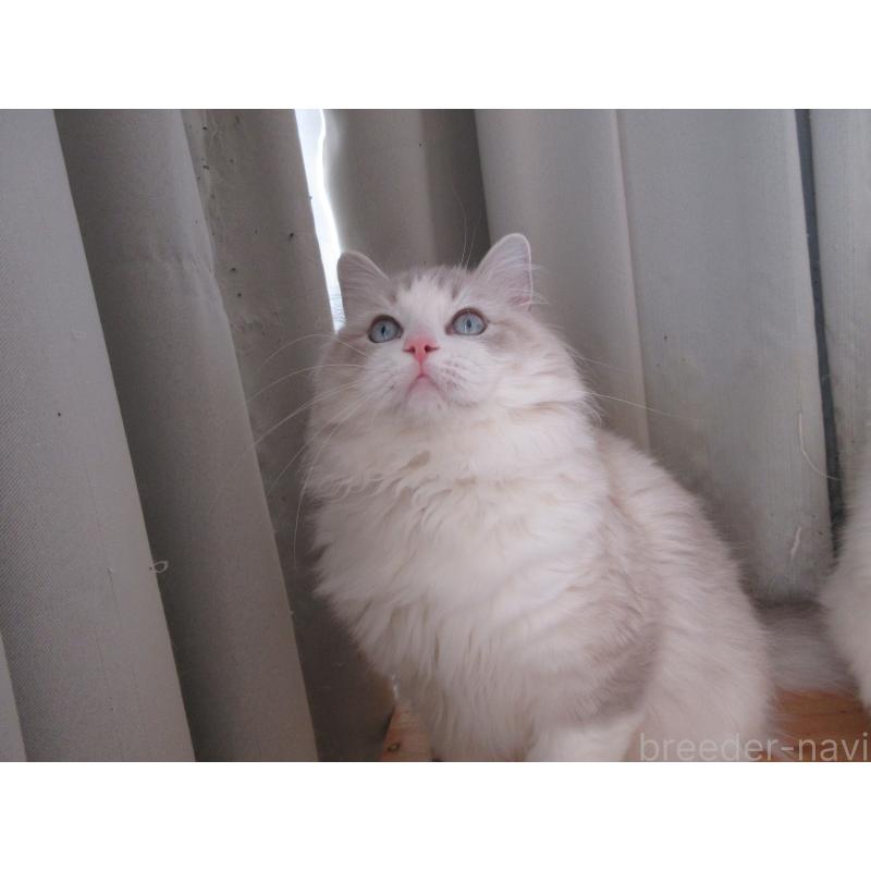 販売中の大分県のラグドール-130011の4枚目