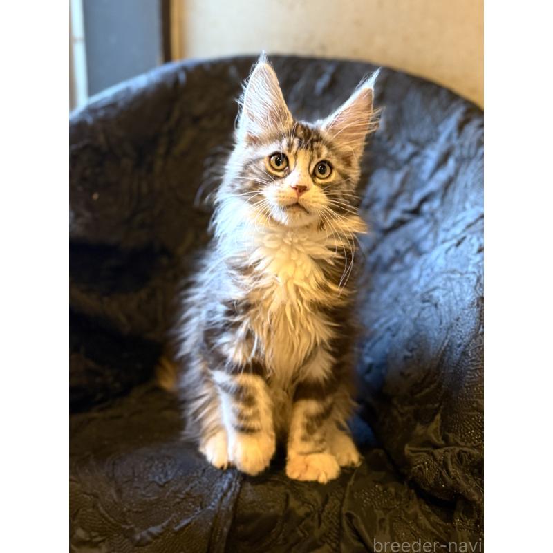 販売中の東京都のメインクーン-132949の11枚目