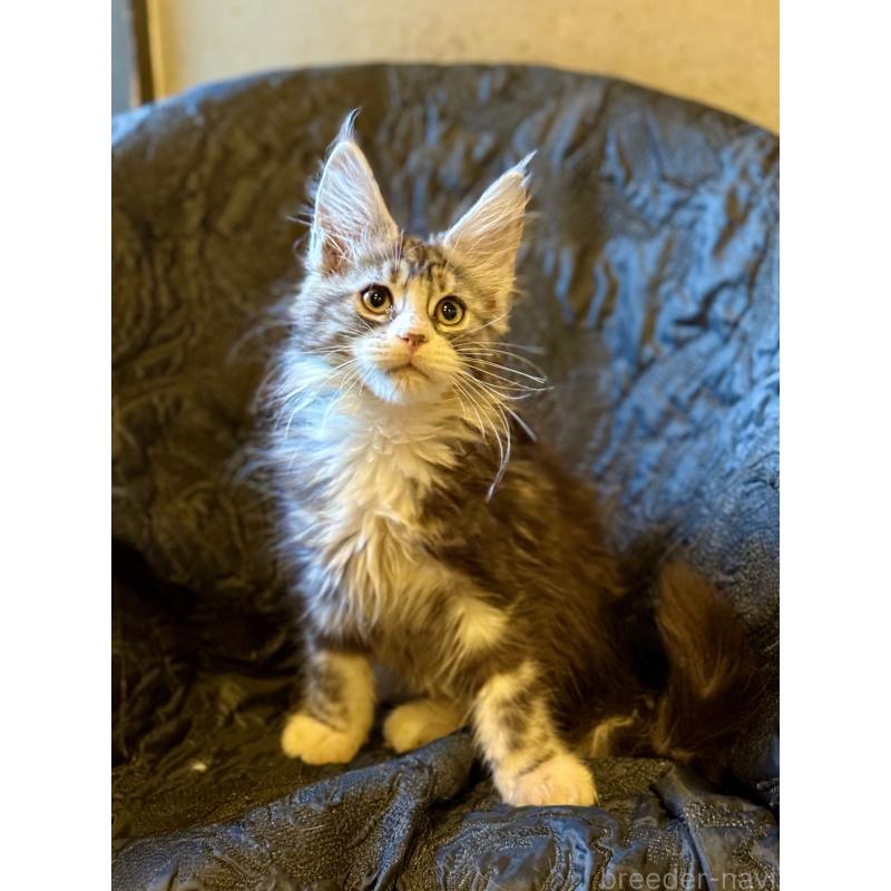 販売中の東京都のメインクーン-132949の10枚目