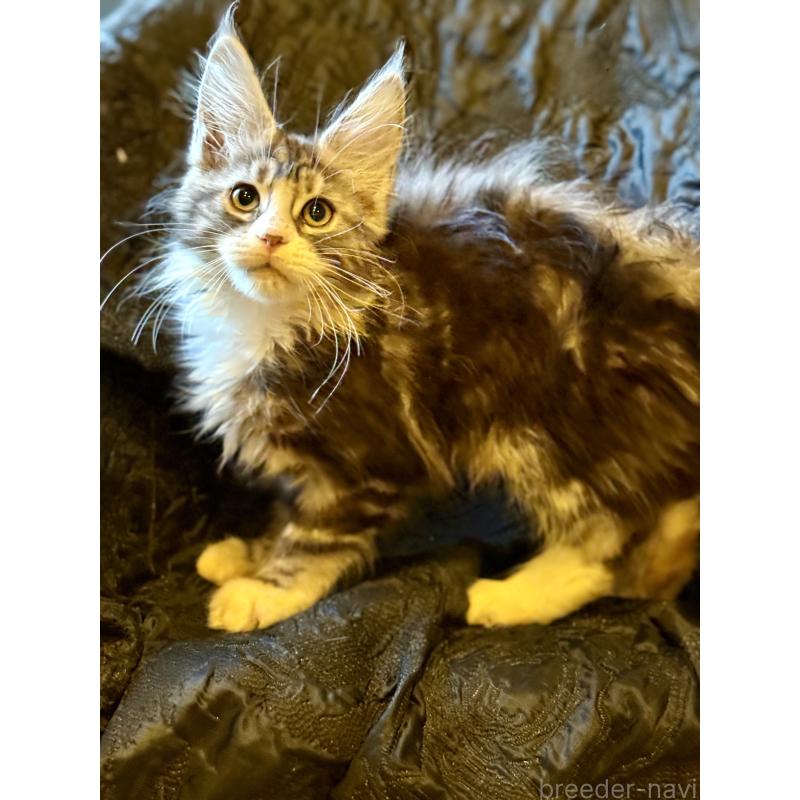 販売中の東京都のメインクーン-132949の9枚目