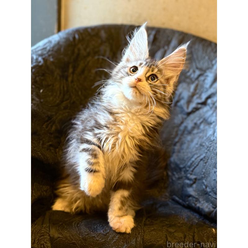 販売中の東京都のメインクーン-132949の8枚目