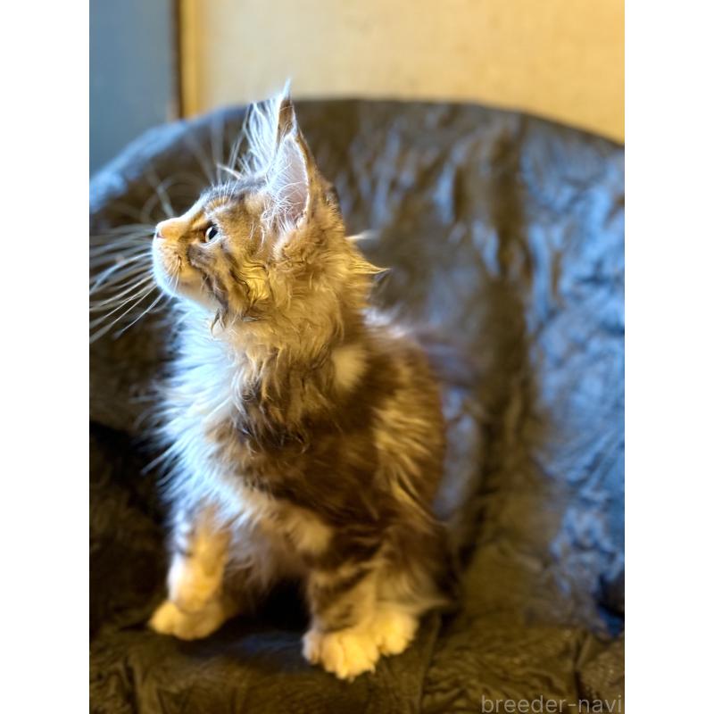 販売中の東京都のメインクーン-132949の7枚目