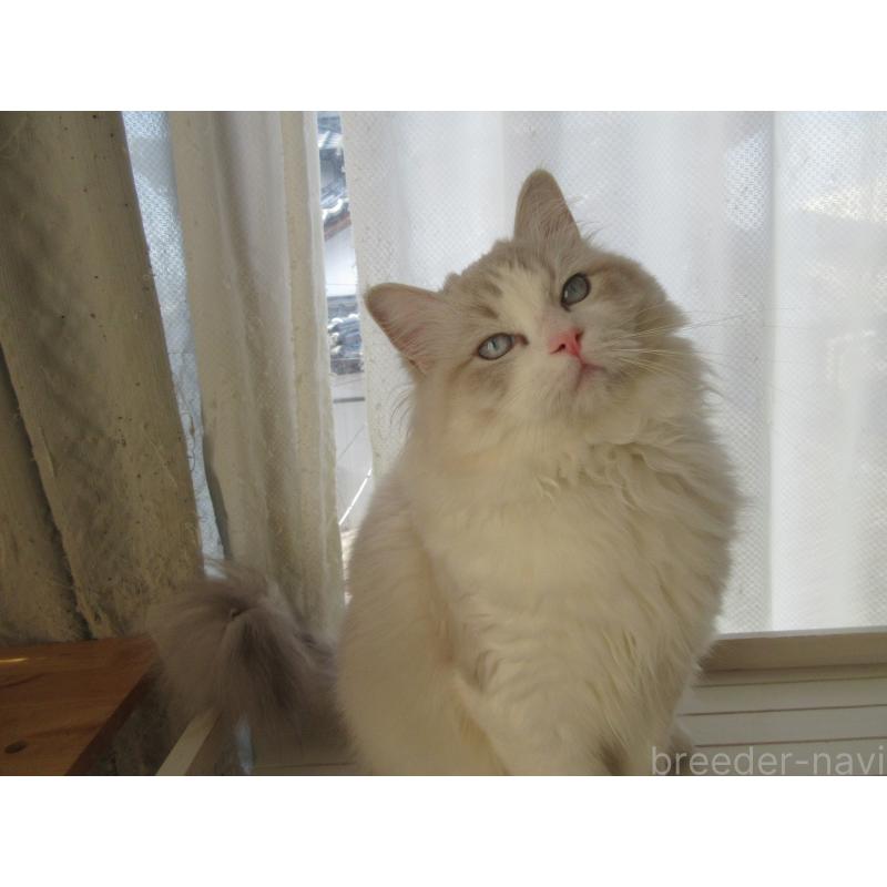 販売中の大分県のラグドール-130011の3枚目