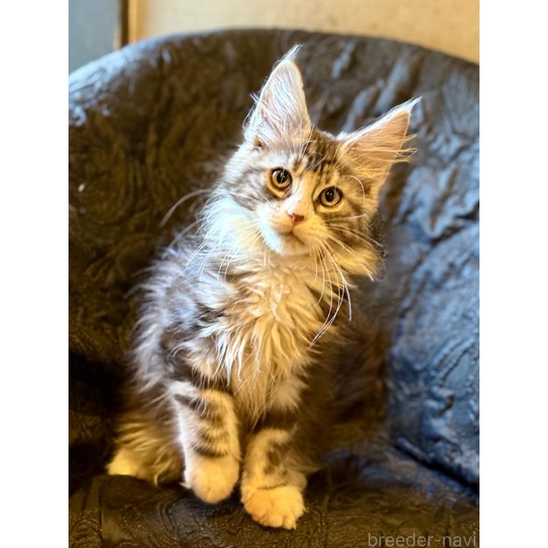 販売中の東京都のメインクーン-132949の6枚目