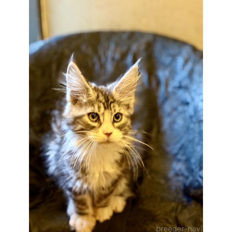 販売中の東京都のメインクーン-132949の5枚目