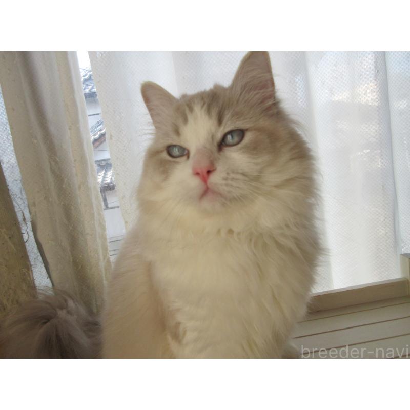 販売中の大分県のラグドール-130011の2枚目