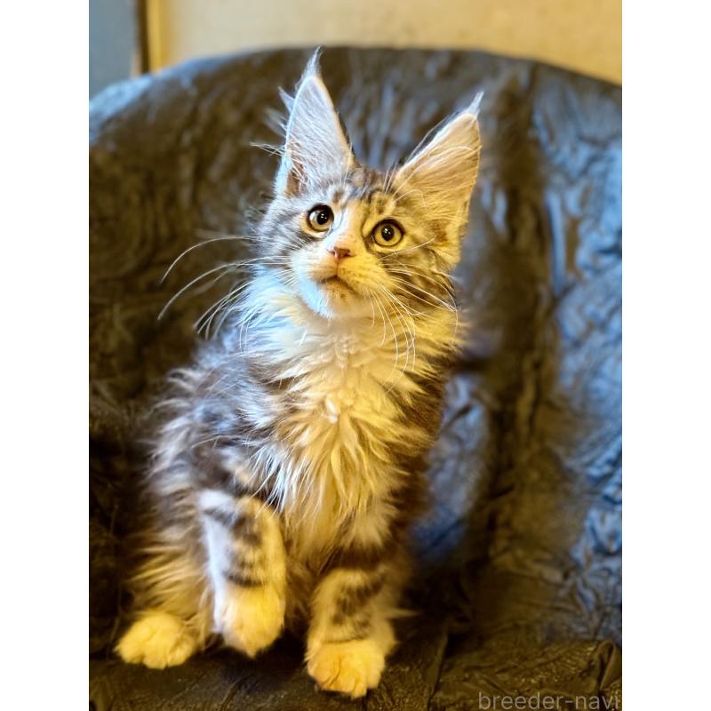 販売中の東京都のメインクーン-132949の4枚目