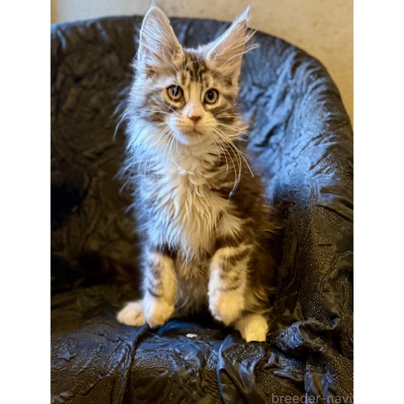 販売中の東京都のメインクーン-132949の3枚目