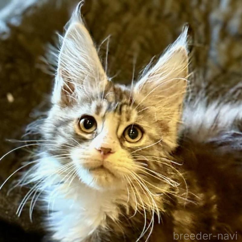 販売中の東京都のメインクーン-132949の1枚目