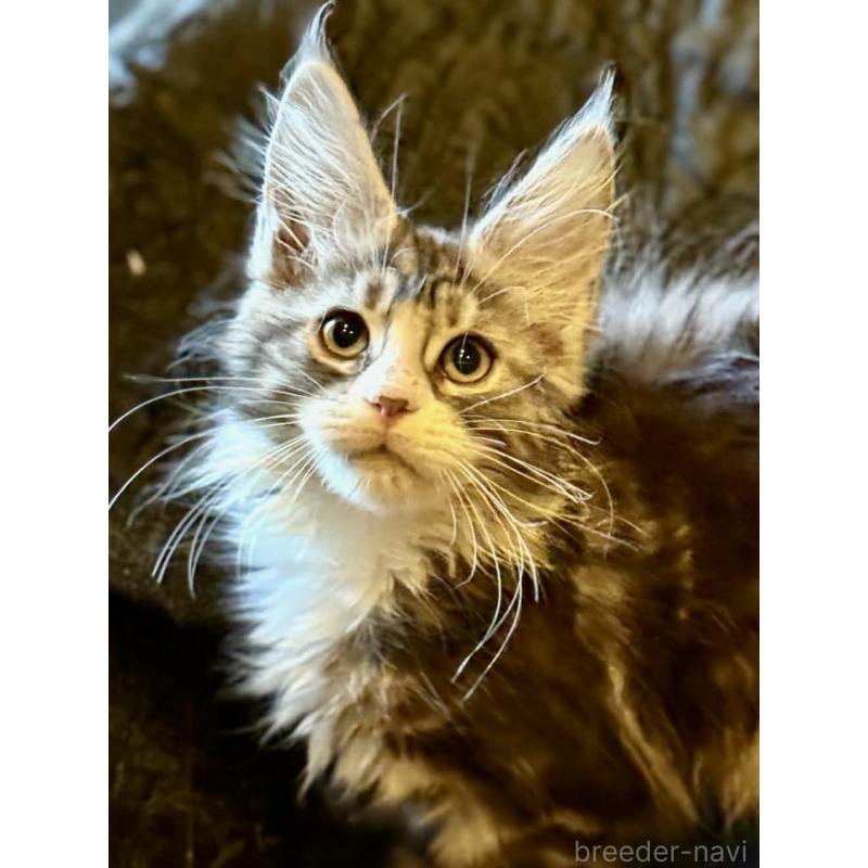 販売中の東京都のメインクーン-132949の2枚目