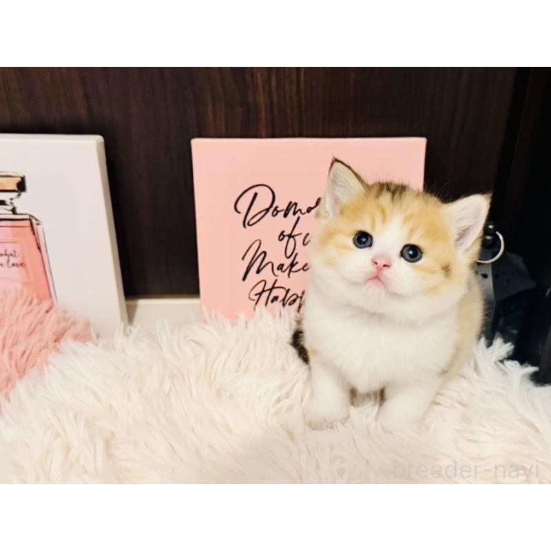 販売中の兵庫県のスコティッシュフォールド-132950の5枚目