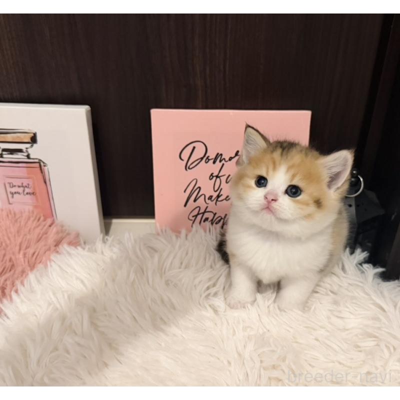 販売中の兵庫県のスコティッシュフォールド-132950の4枚目