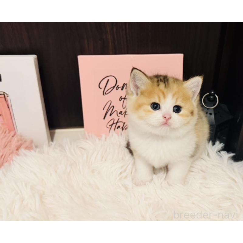 販売中の兵庫県のスコティッシュフォールド-132950の3枚目