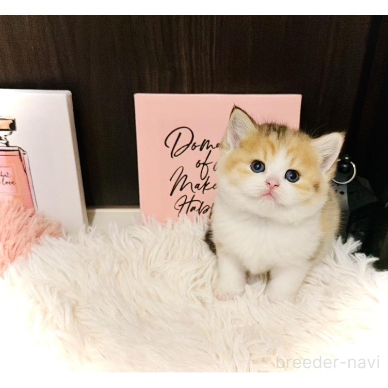 販売中の兵庫県のスコティッシュフォールド-132950の2枚目