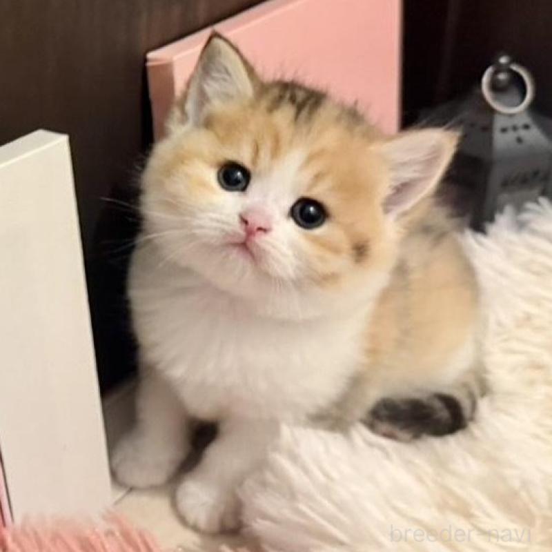 販売中の兵庫県のスコティッシュフォールド-132950