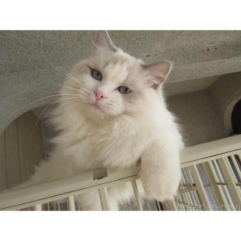 販売中の大分県のラグドール-114889の7枚目