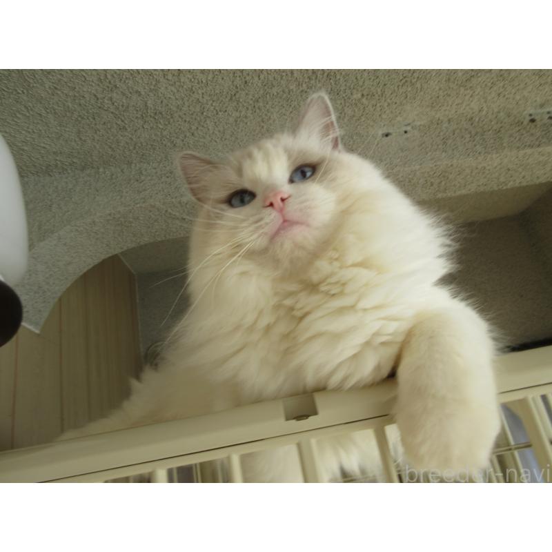 販売中の大分県のラグドール-114889の6枚目