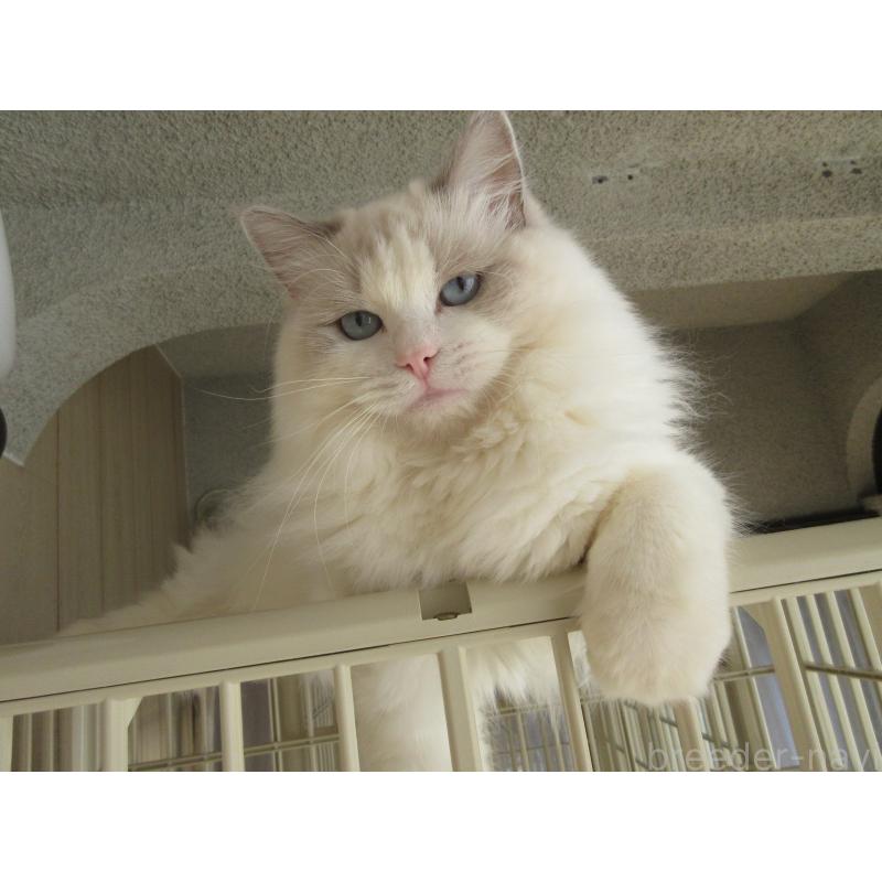 販売中の大分県のラグドール-114889の5枚目