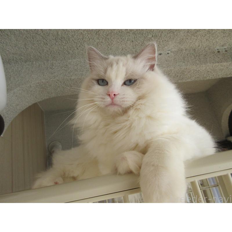 販売中の大分県のラグドール-114889の4枚目