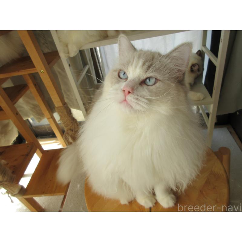 販売中の大分県のラグドール-112407の4枚目