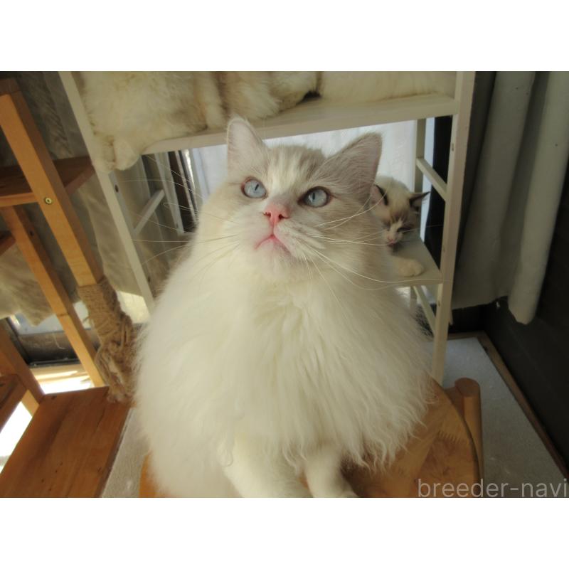 販売中の大分県のラグドール-112407の3枚目